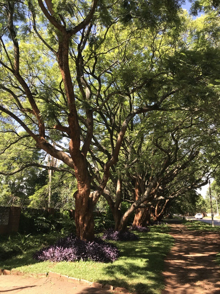 A row of large trees with reddish-brown trunks and green canopies lining a dirt path next to a road.