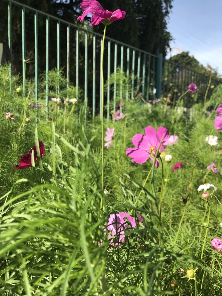 A patch of pink and white cosmos flowers growing in front of a green metal fence.