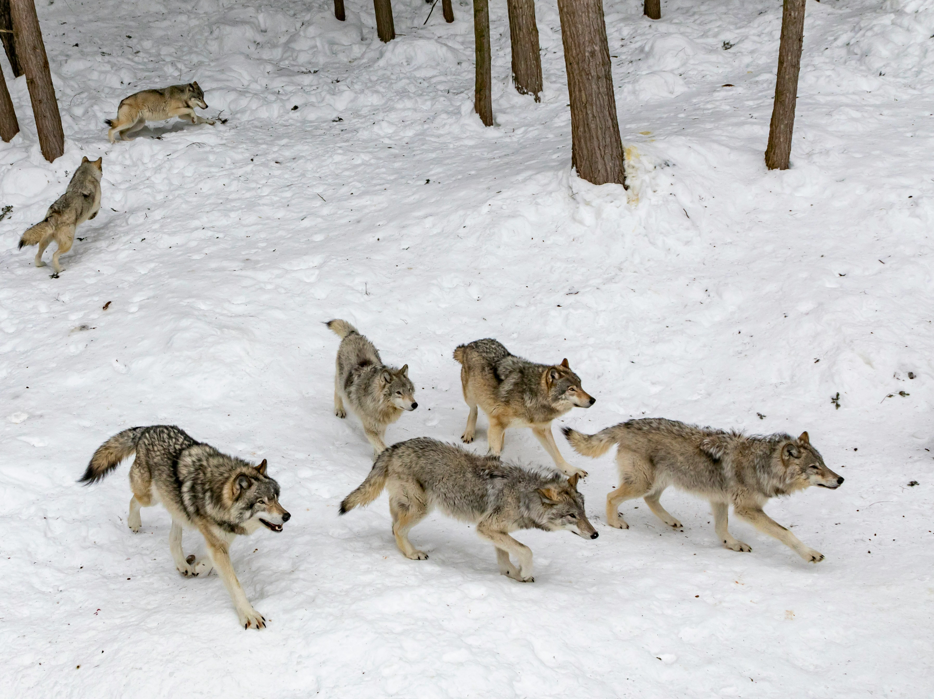 Wolf pack moving together across a winter landscape.